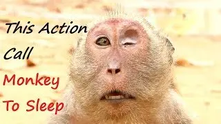 Best Watchs Popeye Monkey | Popeye Screaming Loudly and Symbol To Sweet Pea and Monkey Go To Sleep