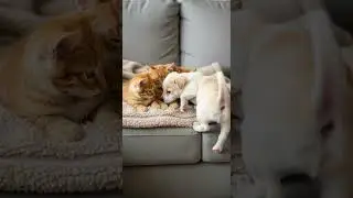 The Puppy Who Just Wanted to Join the Kitten Playtime Fun #puppies #kittens #cute