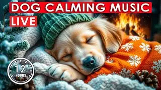 LIVE Dog Relaxing Music for Separation Anxiety & Comfort