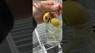Avocado seed update! Split but growing & thriving 🥑🌱