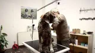 Hundesalon Zirkusgasse in Wien