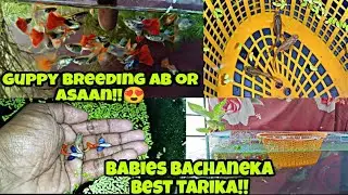 HOW TO BREED GUPPY EASILY AT HOME | SECRET TIPS | STEP BY STEP PROCESS OF GUPPY BREEDING