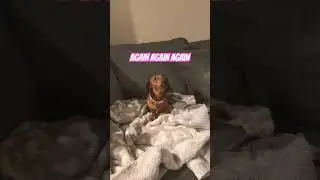 Ball obsession FULL THROTTLE #dachshund #dog #funny #love #ball #toys #girl #digging #life #obsessed