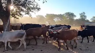 CJ4A Short Film 3 - Drought and flooding in Zambia