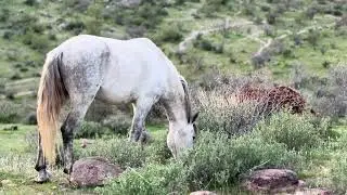 NATIONAL HORSE PROTECTION DAY 🐎❤️ RUN FREE FLY LIKE a BIRD WILD HORSES 🦅