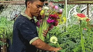 Cultivo de Gerbera. Parte#5: Cómo se Cosecha la Gerbera