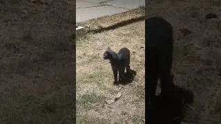 gato vago
