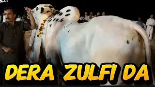 Dera Zulfi Da- Qurbani collection- Heavy bulls- Aggressive bulls- For you- trending videos
