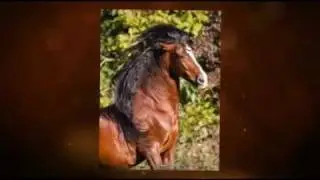 Andalusian Autumn Pride / www.slawik.com