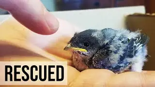 MY TIME WITH HOUSE MARTIN CHICKS / WILDLIFE RESCUE STORY - RAISING BABY BIRDS