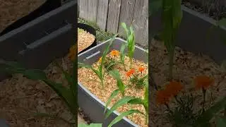 May Garden Tour | Exploring My New Full-Sun Garden Space & Lessons Learned
