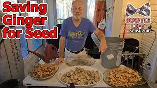 Growing Ginger Changed My Life With This Easy Home Garden Crop & Ginger Storage Hacks