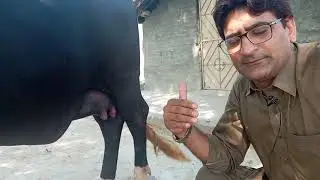 Teats  problem  in cow  and buffalo doctor Naeem ur rehman