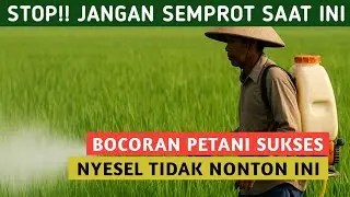 STOP! HINDARI PENYEMPROTAN PADI DI WAKTU INI JIKA TIDAK MAU PANEN GAGAL