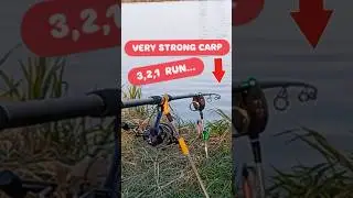 VERY STRONG CARP. #fishing #carp #carpbaits #carpbait #carphotographer #viralvideo #viralshort
