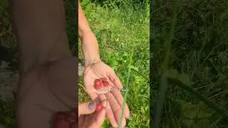 🍓Come riconoscere le fragoline di bosco?