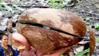 Number 297 live Peeling/Removing Coconut Shell into Coconut Meat/Supersweet coconut meat