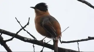 Intimate bonding behaviour of Rufous Sibia in wild