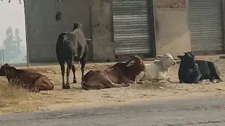 Village life in india . Indian caw . indian Buffalo .Crow cleaning buffalo ears. Best caw in india .