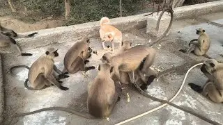 Langur and Dog very funny video 
