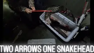 1 SNAKEHEAD 2 ARROW! INVASIVE SNAKE HEAD HARVESTING!
