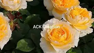 Beauty of nature #rose#spring#tulip#flower#garden#viral video #video#beautiful flowers #nature#
