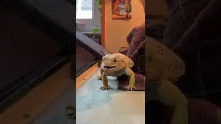watch my bearded dragon eat his favorite snack🫐