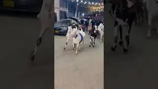 Mashallah biggest goats of the world❤️#mashallah #ytshorts #qurbani2025 #goat #goatfarm #bakraeid