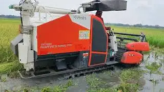 Rice cutting kubota king pro