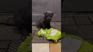 Thai ridgeback&rsquo;era #youtubeshorts #dogbreed #ytshorts