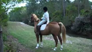 Jupiter Farms homes for sale Jupiter real estate: Horses in the back