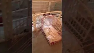 IRIS Plastic Puppy and Dog Pet Playpen BEST Review