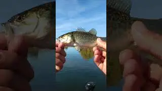 5 из 6 рыб 24.11.25 #lakeperris #lakeperrisfishing #zmanfishingproducts #bassfishing #fishinglife