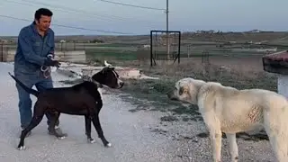İSMAİL ALP’in Gizli Hazineleri(RONİ,RÖD)