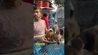 GALLIFSTREET pet market/dog market Kolkata |#ytviralshorts #ytshort #gallifstreet #dogbreed #pets