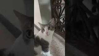 Princesa la gata  hermosa 