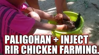 Wash out intense For HERITAGE chicken + Vitamins bcomplex. #RirChicken #RirFarming