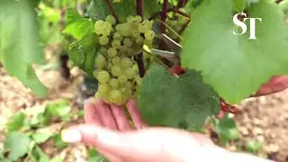 'Candles' save Chablis wine from frost wipeout