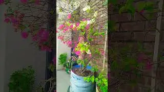 অনেক মদখোর মিজানুর রহমান হুজুরের সাথে ডিনার করে ।#haytime #mizanur_rahman_azhari