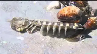 Lake O releases to Sanibel beaches: Is the water safe? - 5 p.m.