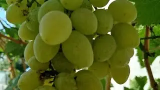 Albina (frost-resistant variety of Bachynsky A.) season 2025