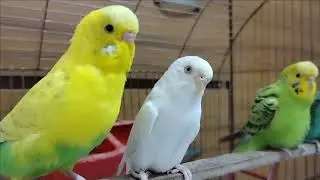 Bird's Lifestyle 66