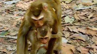 little baby monkey deeply scare
