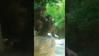 baby bonobo hanging out with mom in their outdoor habitat at the cincinnati zoo#bonobo#cincinnatizoo