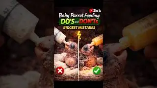 Baby Parrot Feeding Do's and Dont's Biggest MIstake #birds #babyparrot #parrot #drrahulbirdcare