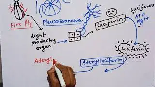 Bioluminescence mechanism, Light producing mechanism by Animals.