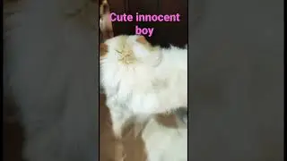 Cute dog #furbabies #doglovers #youtubeshorts #shorts #viral @cutefurbabies0007