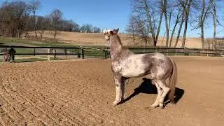 Getting some respect with a pushy, distracted horse (part 1)