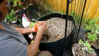 Zone 9A - Planting Zucchini, Okra, Allysum and Cucumbers
