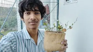 Mera Plant Sukh Raha Hai